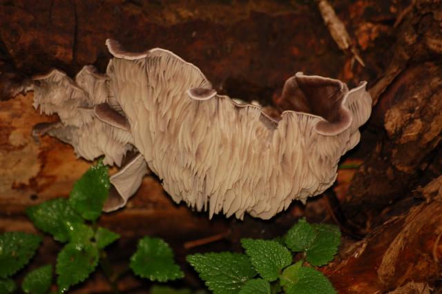 Una bella grigliata?